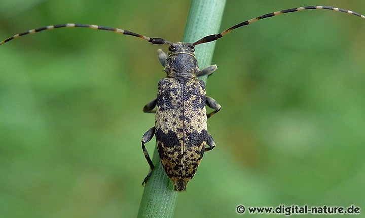 Nebelfleckbock Leiopus