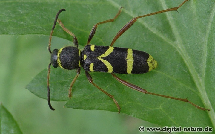 Clytus arietis findet man in lichten Laubwäldern