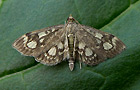 Anania coronata