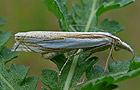 Crambus pascuella