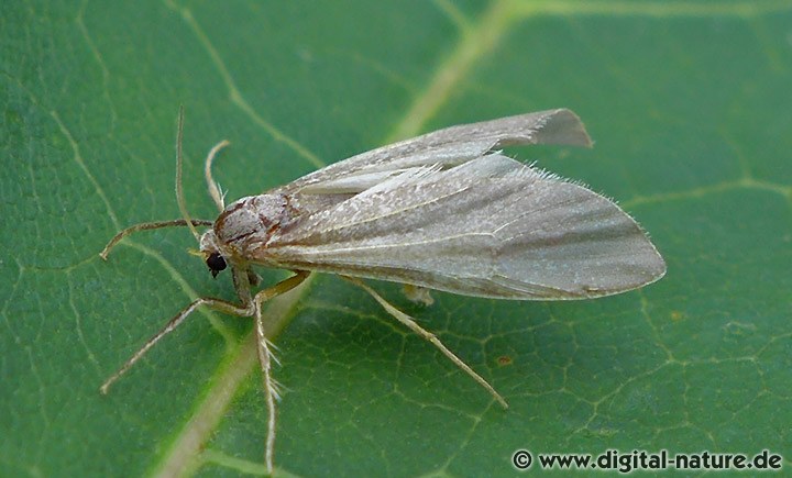 Wasserschmetterling Acentria ephemerella