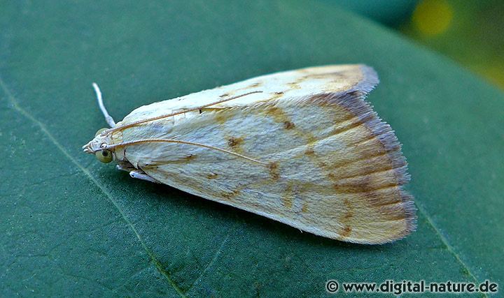 Rübsaatzünsler Evergestis extimalis