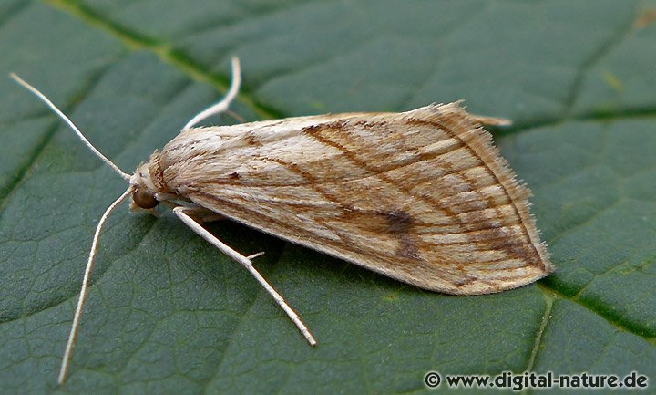 Kohlzünsler Evergestis forficalis