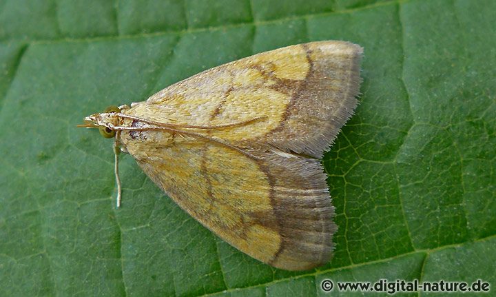 Zünsler Evergestis limbata