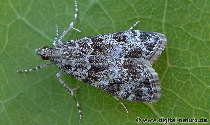 Kleiner Grauzünsler Eudonia cf. mercurella