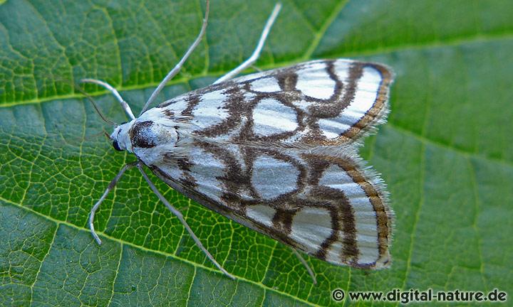 Igelkolben-Zünsler Nymphula nitidulata