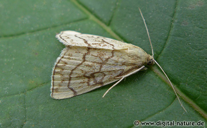 Kleiner Kohlzünsler Evergestis pallidata