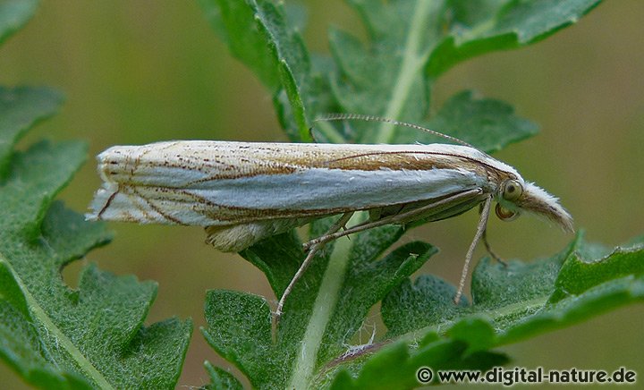 Zünsler Crambus pascuella