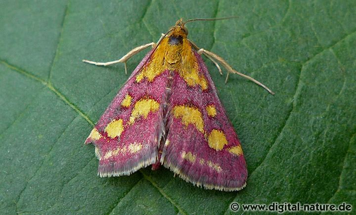 Purpurroter Zünsler Pyrausta purpuralis