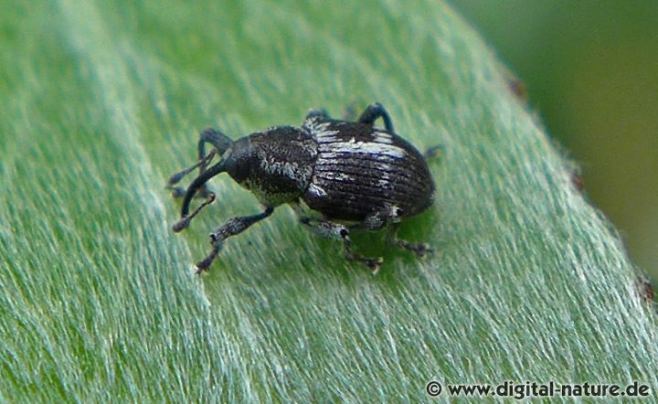 Kreuz-Gallenbohrer Archarius (Curculio) crux