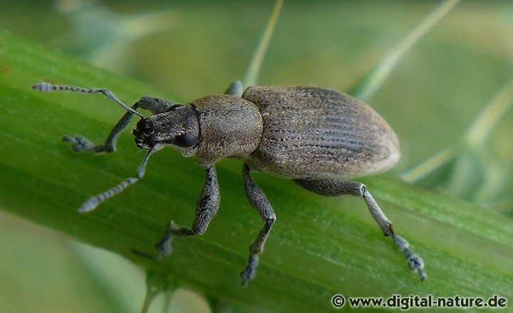 Echter Streckrüssler Tanymecus palliatus