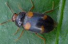 Mycetophagus quadripustulatus