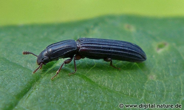 Rindenkäfer Colydium elongatum