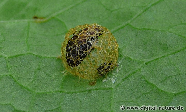 Hypera rumicis Weibchen Kokon