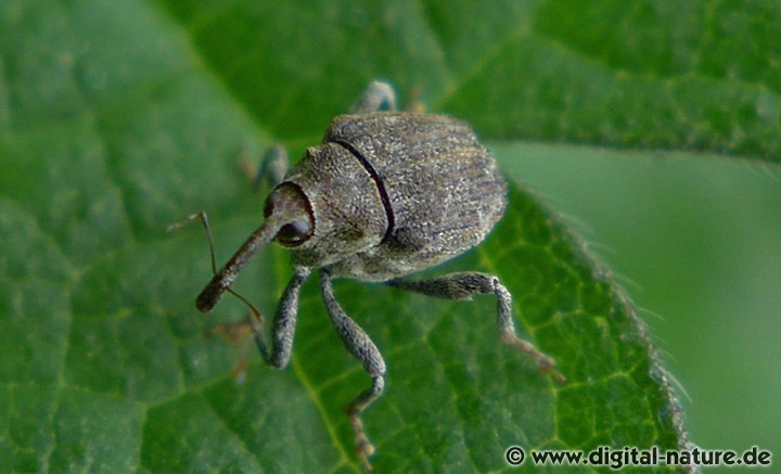 Parethelcus pollinarius findet man in feuchten Wäldern