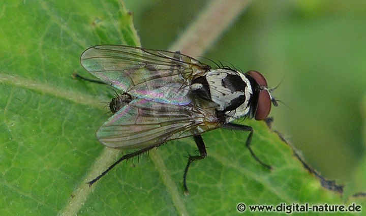 Blumenfliege Anthomyia procellaris