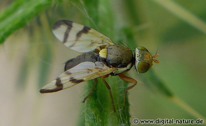 Bohrfliege Urophora stylata