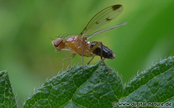 Grasfliege Geomyza cf. hackmani