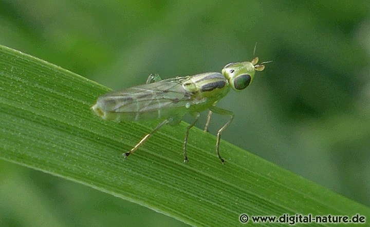 Halmfliege Meromyza pratorum oder ornata