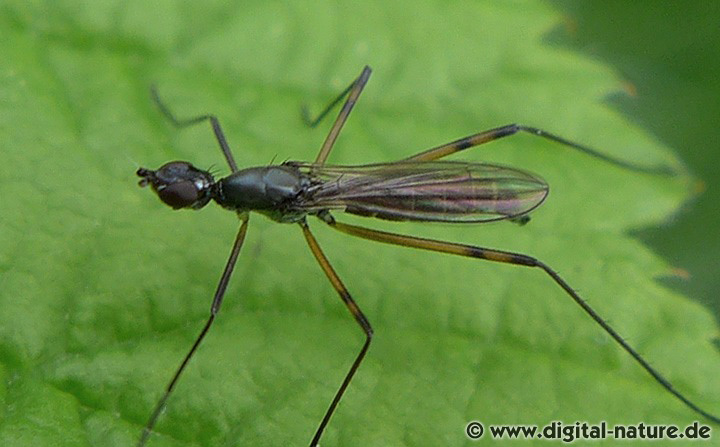 Stelzfliege Micropeza corrigiolata