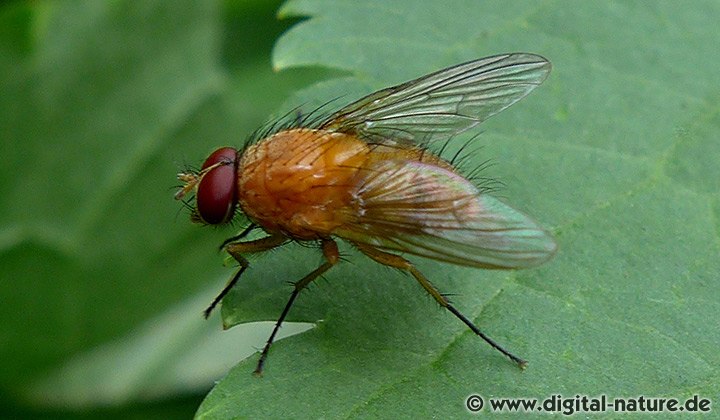 Helle Hausfliege Phaonia pallida