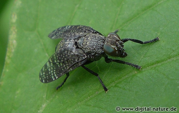 Breitmundfliege Platystoma seminationis