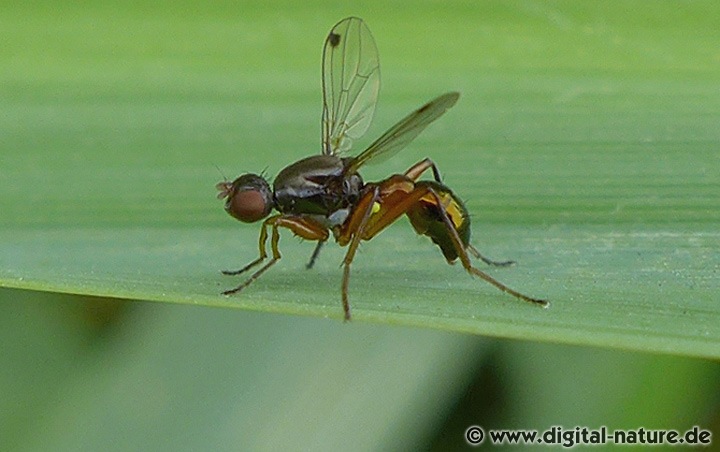 Schwingfliege Sepsis punctum