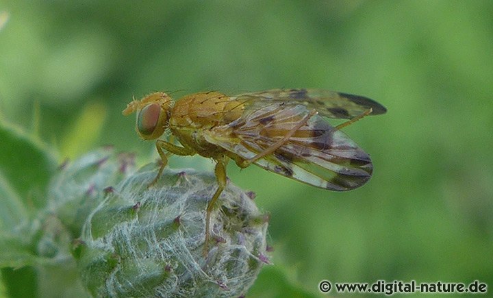 Xyphosia miliaria Männchen