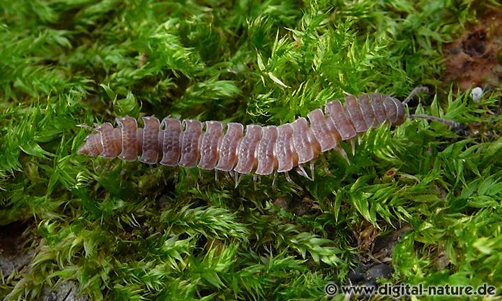 Die Jungtiere von Polydesmus denticulatus