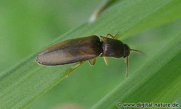 Schnellkäfer Agriotes acuminatus