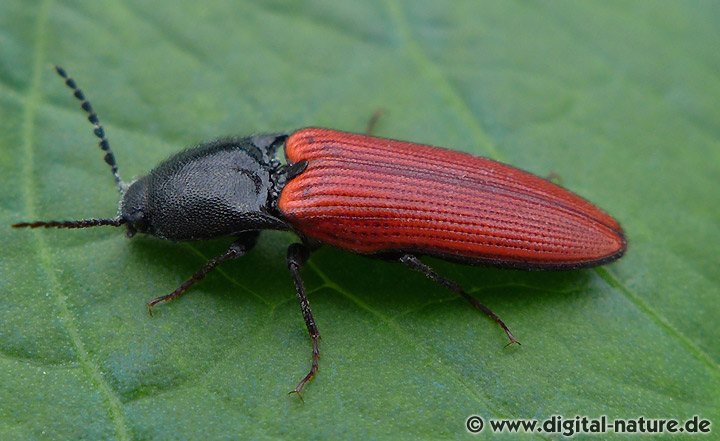 Blutroter Schnellkäfer Ampedus sanguineus