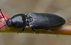 Cardiophorus