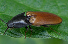 Elateridae