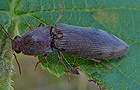 Stenagostus rhombeus