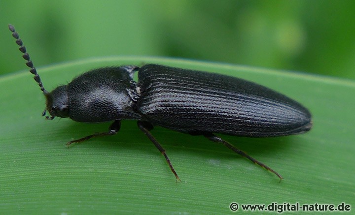 Schnellkäfer Ampedus nigerrimus