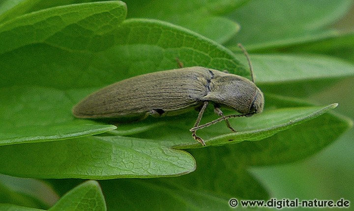 Samt-Schnellkäfer Agriotes pilosellus