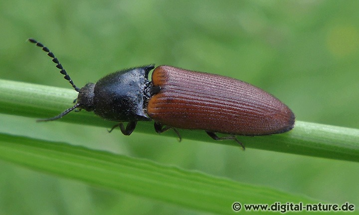 Schnellkäfer Ampedus cf. pomorum