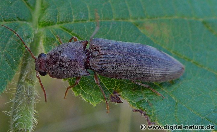 Zottiger Laub-Schnellkäfer Stenagostus rhombeus