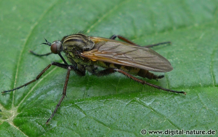 Empis tesselata findet man im Uferbereich von Gewässern