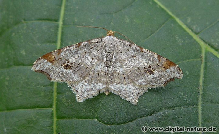 Dunkelgrauer Eckflügelspanner Macaria alternata