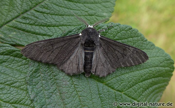 Birkenspanner Biston betularia