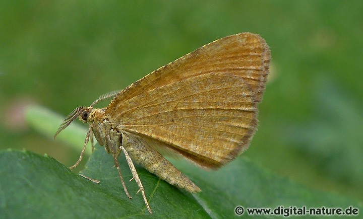 Waldmoorspanner Macaria brunneata