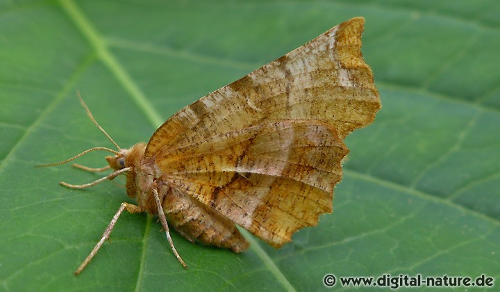 Dreistreifiger Mondfleckspanner Selenia dentaria
