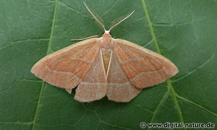 Zweibindiger Nadelwaldspanner (f. prasinaria)