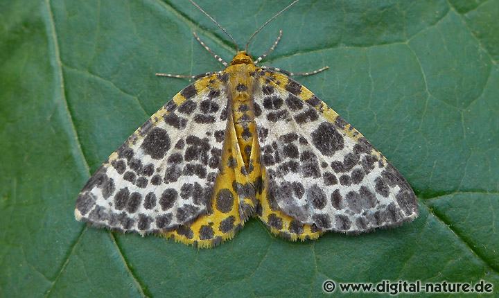 Rauschbeerenspanner Arichanna melanaria