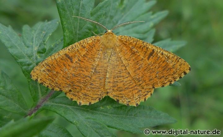 Schlehenspanner Angerona prunaria