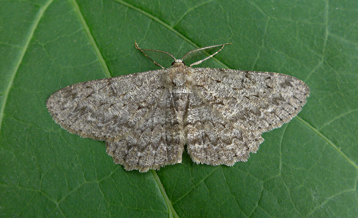 Aschgrauer Rindenspanner Hypomecis punctinalis