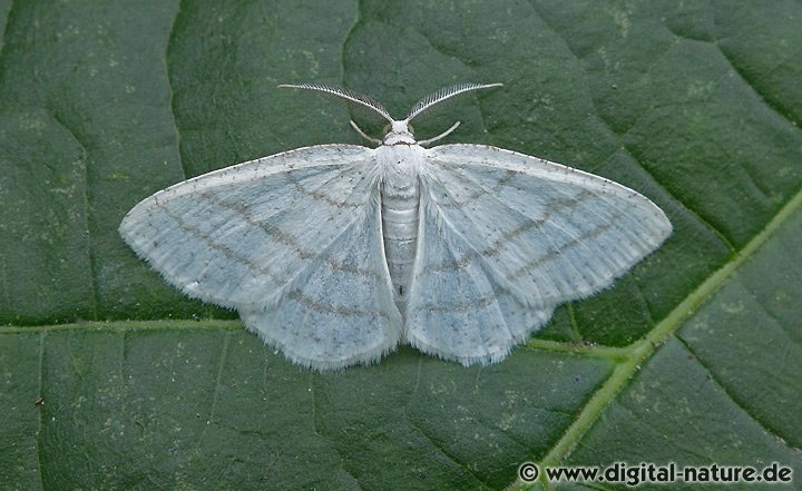 Weißstirn-Weißspanner Cabera pusaria