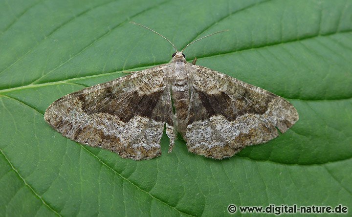 Wellenlinien-Rindenspanner Alcis repandata