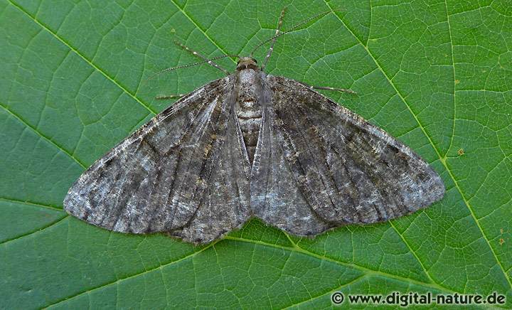 Moosgrüner Rindenspanner Deileptenia ribeata